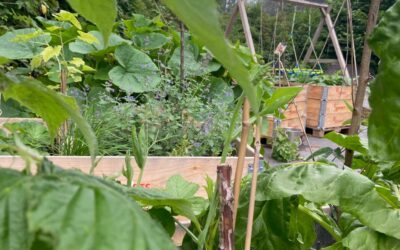 Geschichten aus dem Campus-Garten in Kleefeld: Nachwuchsförderung im Rhabarberbeet